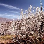 El Valle del Jerte: Los Cerezos en Flor