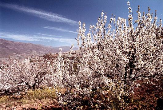 El Valle del Jerte: Los Cerezos en Flor