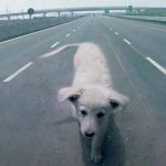 ¿Qué hacer si vemos un animal herido en la carretera?