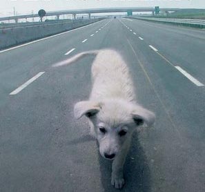 ¿Qué hacer si vemos un animal herido en la carretera?