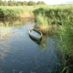 Acércate a la naturaleza. Conoce Las Tablas de Daimiel