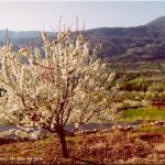 Turismo rural en el Vall del Jerte este otoño