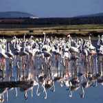 Laguna de Fuente Piedra, destinos naturales de Andalucía.