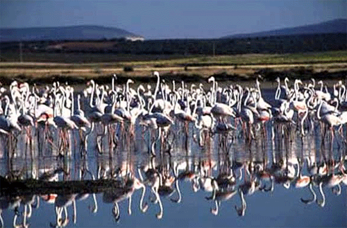 Laguna de Fuente Piedra, destinos naturales de Andalucía.