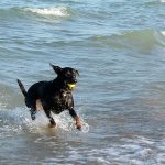 21 playas ideales para llevar su perro en Long Island