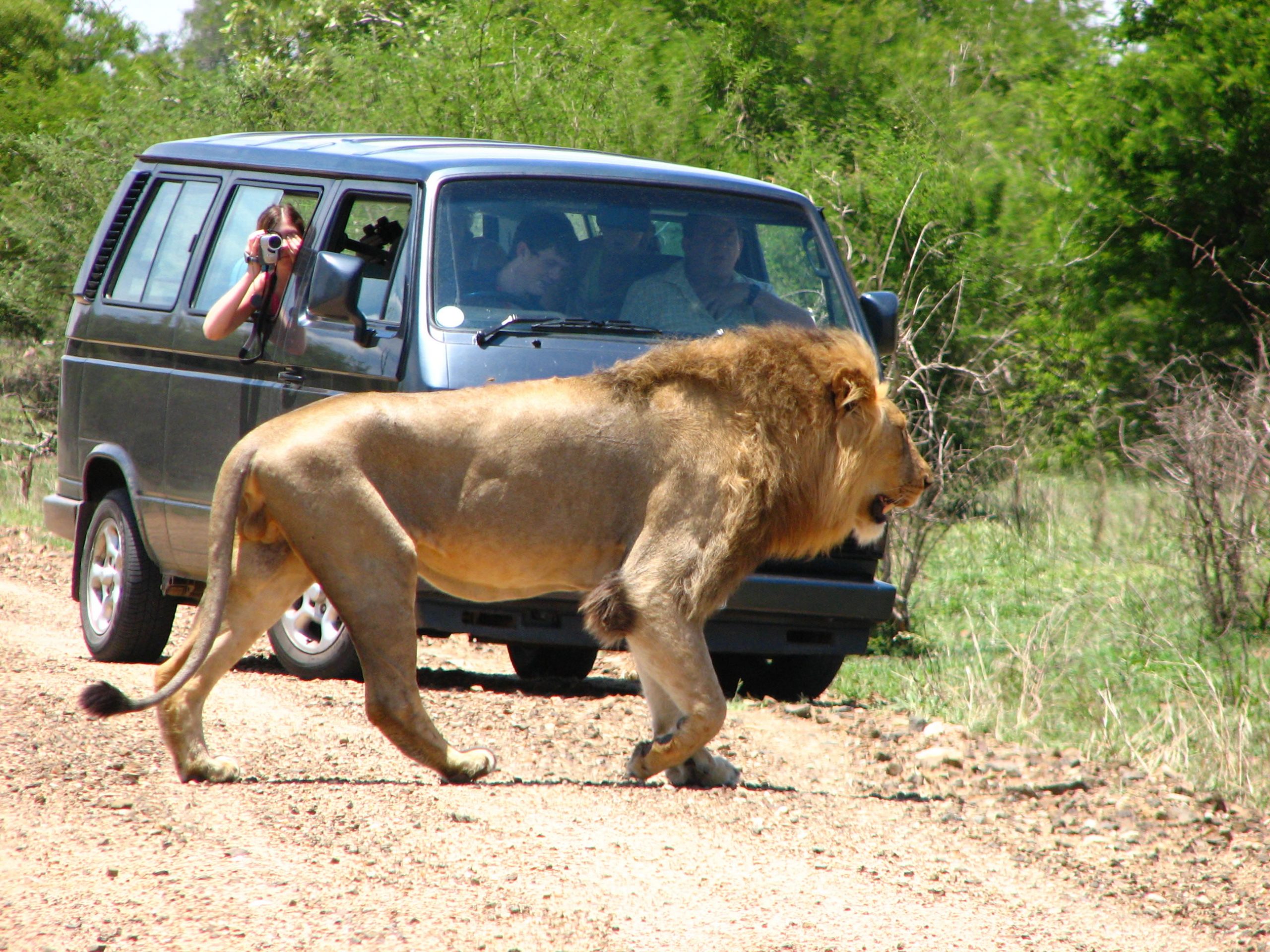 Safaris inolvidables en África del Sur