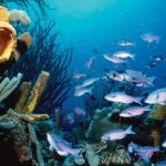 Los mejores destinos de buceo en el Caribe