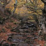 Hayedo de Tejera Negra | Eco-turismo de fin de semana en Guadalajara