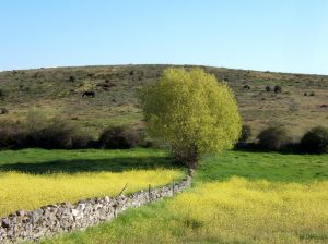 Plan de Competitividad Turística Turismo Activo en las zonas de Sierra de Gredos y Valle de Iruelas