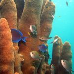 Conservación Marina en el Caribe