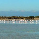 Bosque y playa | Ecoturismo en la Bahía de Cádiz