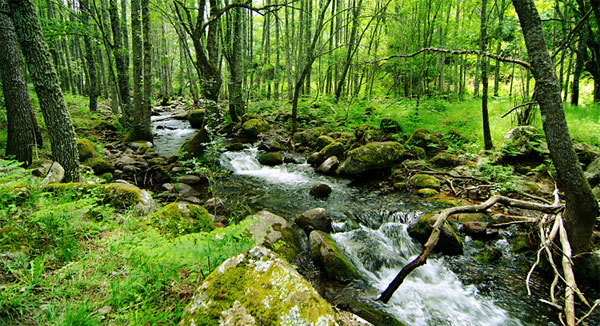 Naturaleza en Ávila | Ecoturismo y turismo activo en el Valle de Iruelas