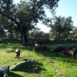 Escapadas a Córdoba: Los Pedroches | Pozoblanco, Hinojosa del Duque, Cardeña, Villanueva de Córdoba y otros rincones con encanto