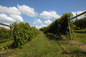 Época de vendimia: escapadas a bodegas españolas