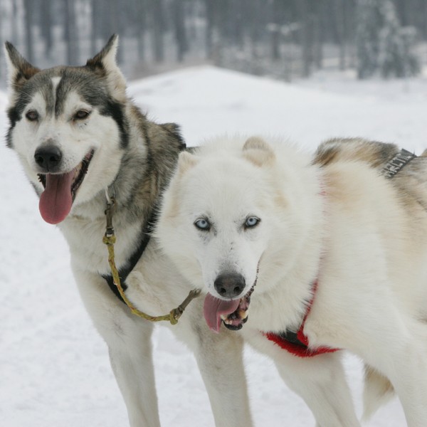 Actividades fuera de lo común para este invierno