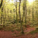 Paisajes sobrecogedores en el Parque Natural de la Zona Volcánica de la Garrotxa