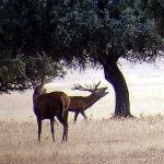 Escapadas naturales al Parque Nacional de Cabañeros en Castilla la Mancha. Ecoturismo para privilegiados en Ciudad Real