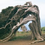 Visita natural a la fabulosa isla de El Hierro. Saborea el encanto de las Islas Canarias