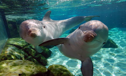 Delfines