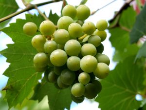 El paisaje del vino de La Rioja, candidato a ser Patrimonio de la Humanidad